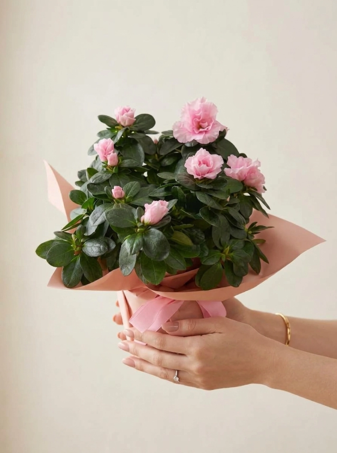 Özel Tasarım Pembe Ambalajlı Saksıda İthal Pembe Açelya Çiçeği