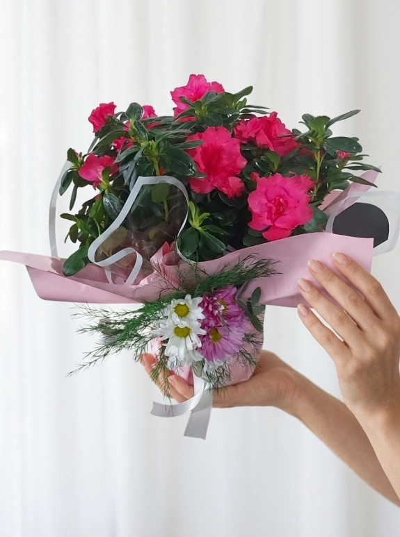 Özel Tas Arım Pembe Ambalajlı Fuşya Açelya Saksı Çiçeği